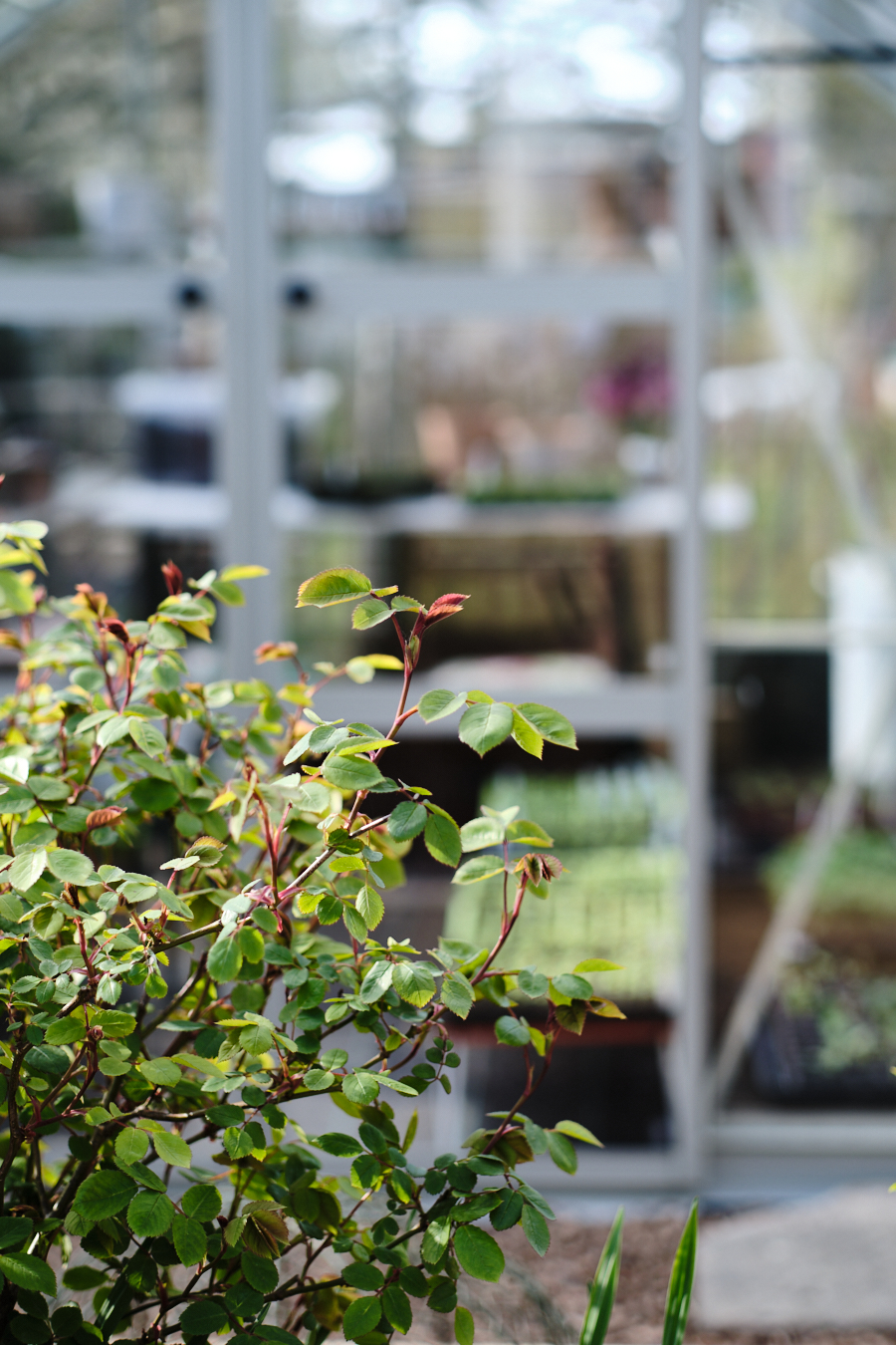 Creating a cottage garden - Lobster and Swan-21