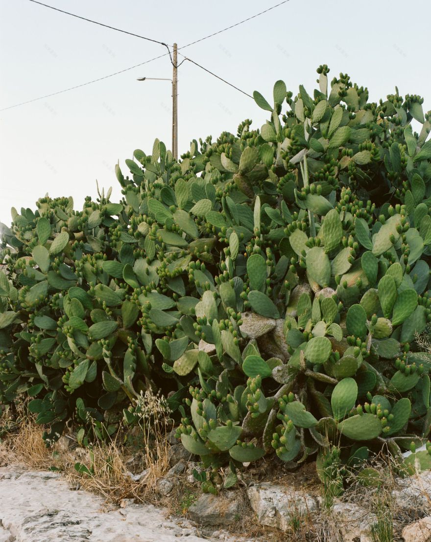 莫戈斯童子军学校丨葡萄牙丨CossementCardoso-24