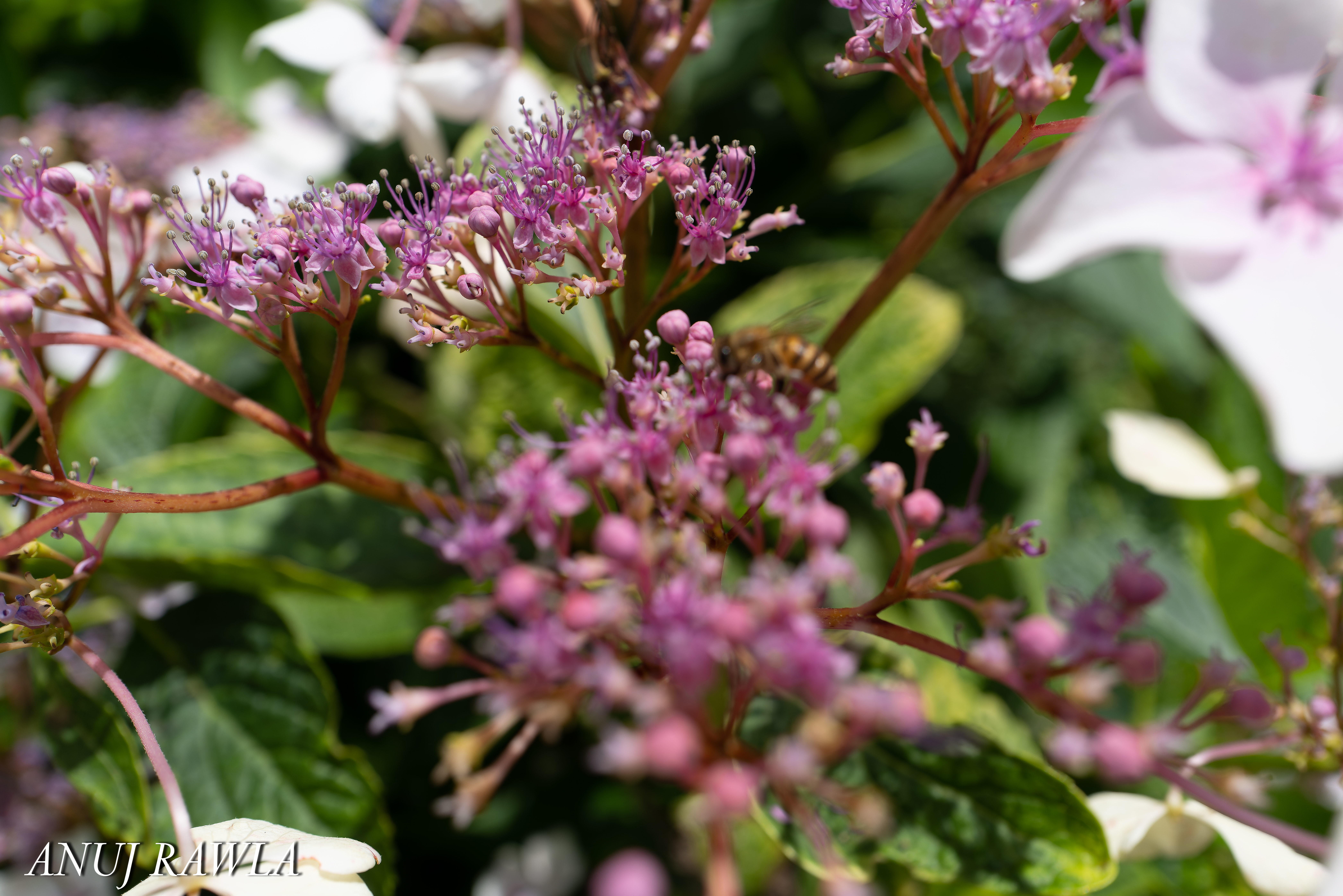 Wildflower Hall - August 2021-61