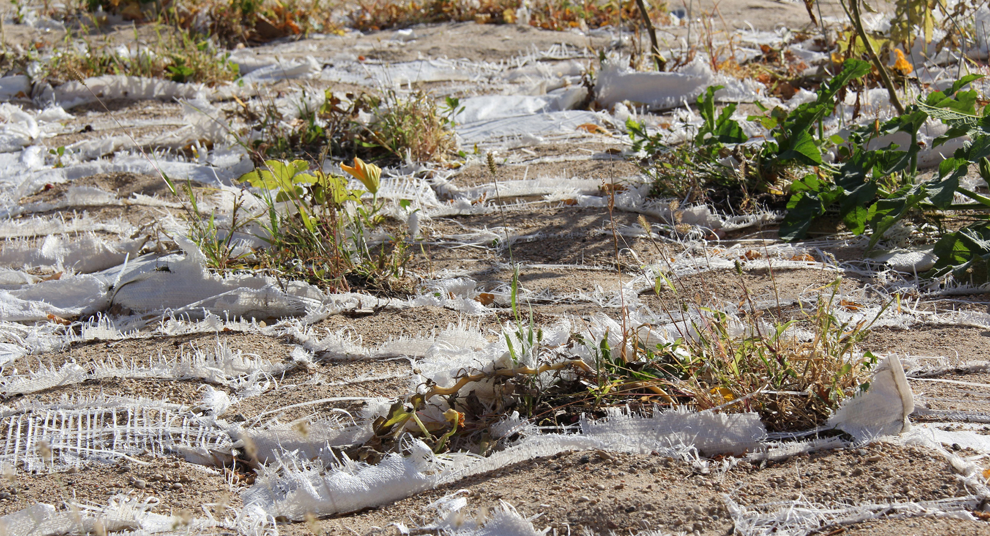 速溶花园丨加拿大温尼伯-28