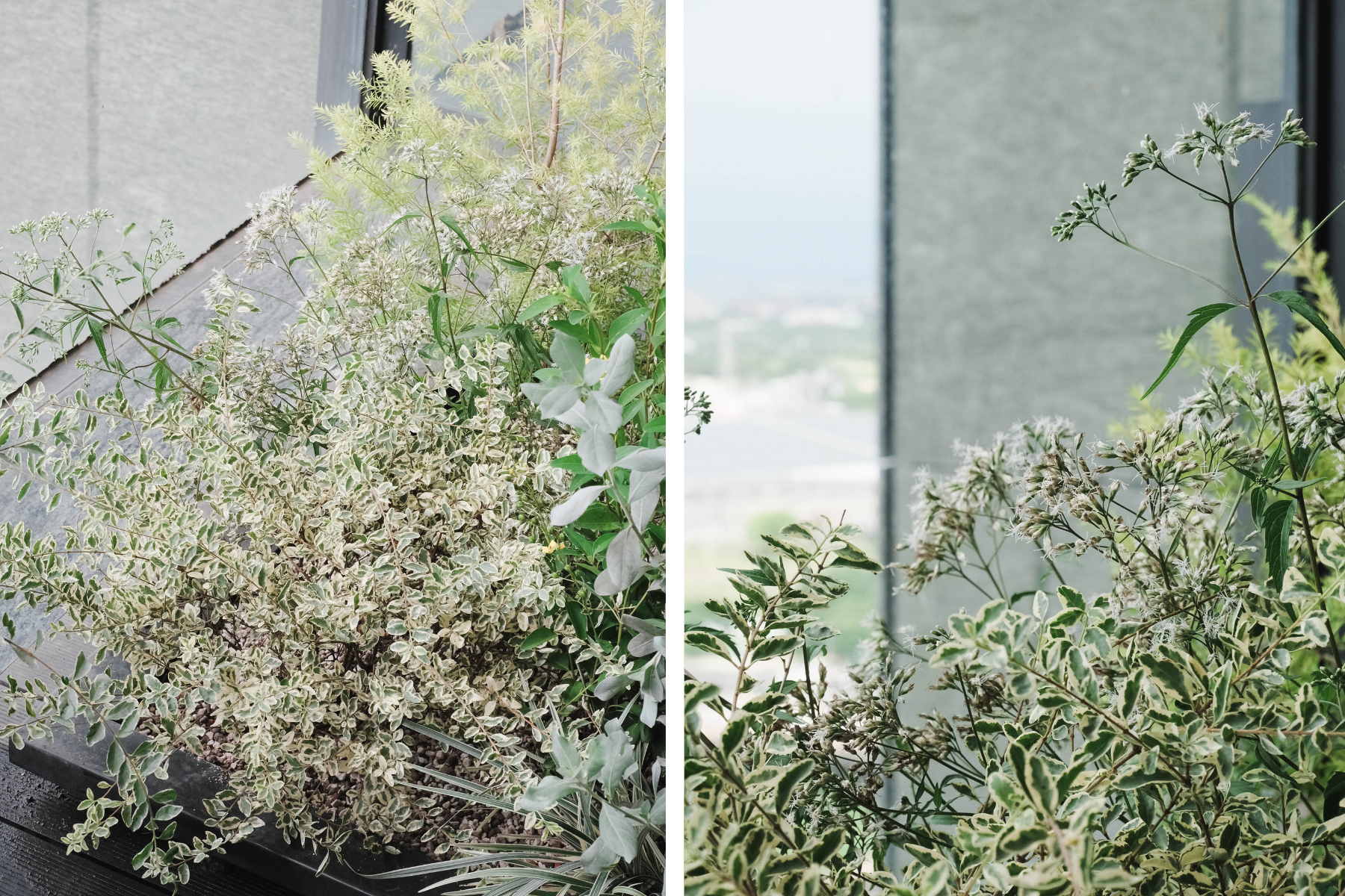 住宅案 | 中壢區 | 陽台景觀設計-5