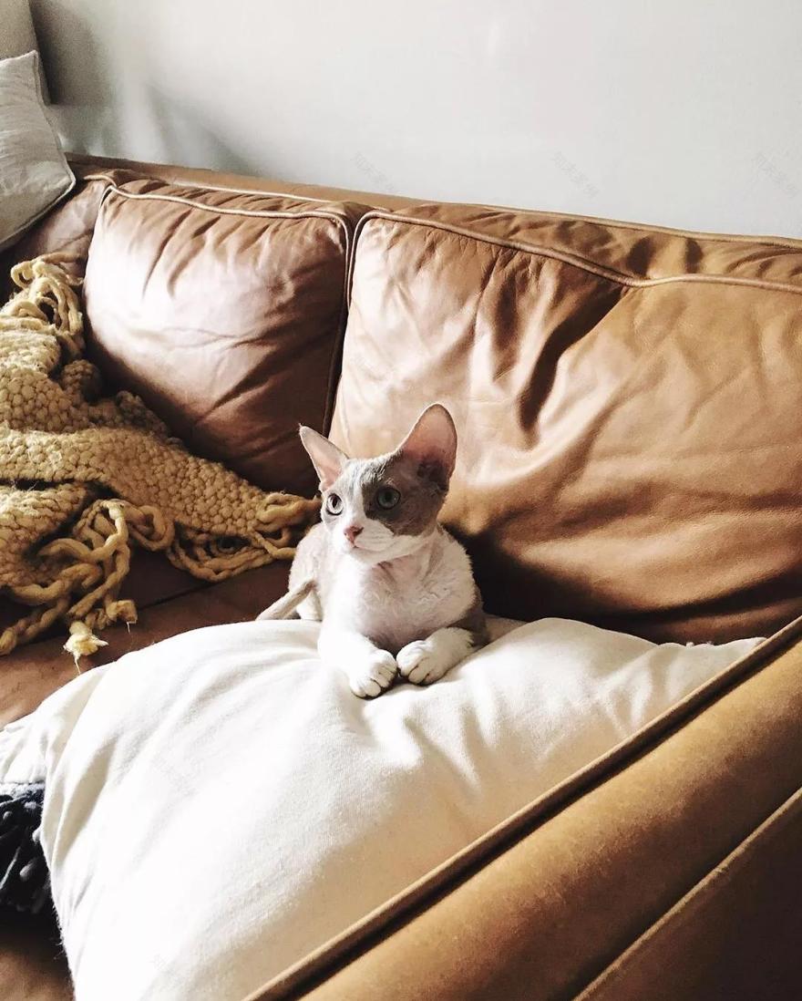 新年准备入驻新主子了?给你复制一份贴心方法-24