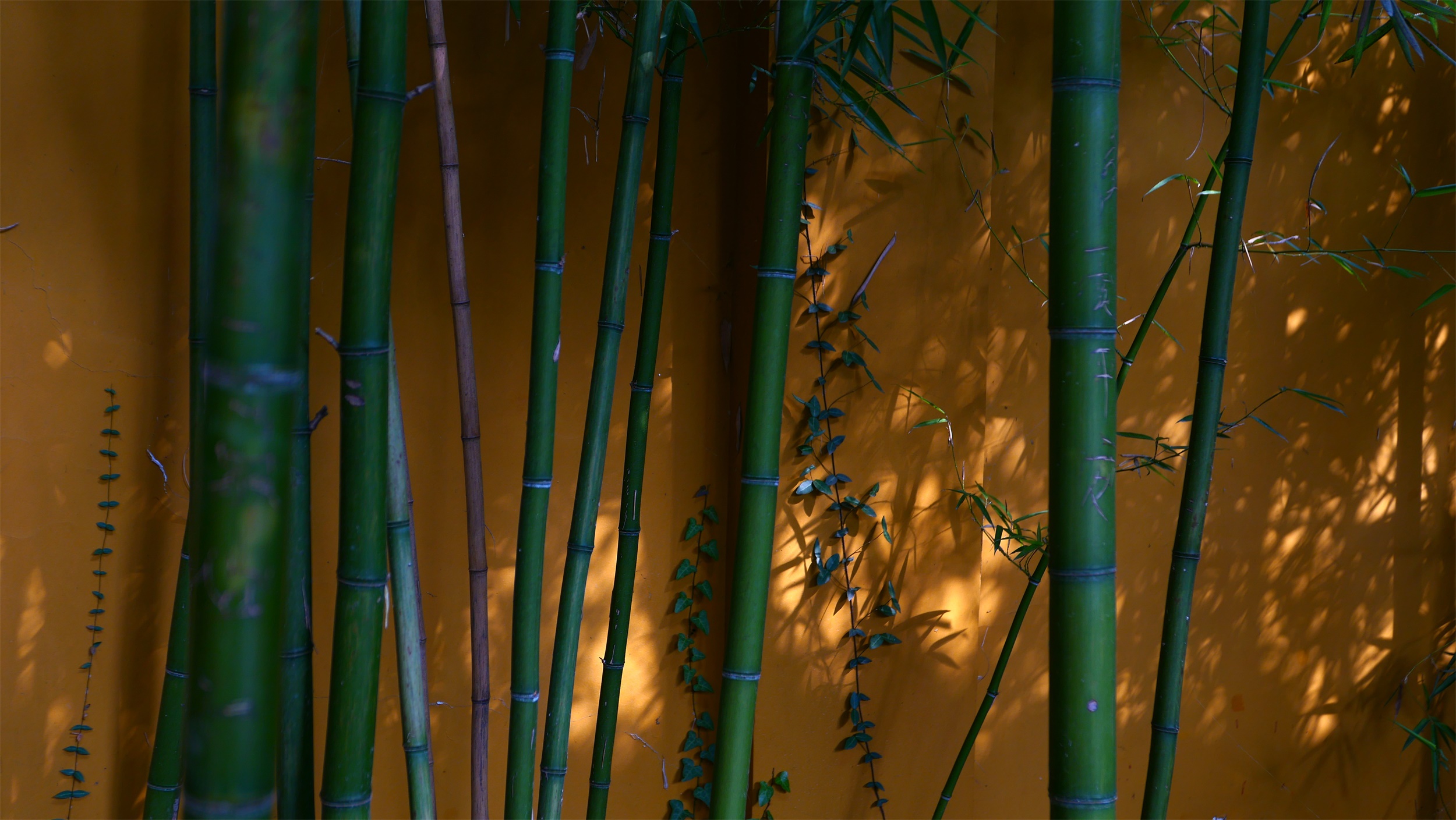 杭州永福寺丨中国杭州-7