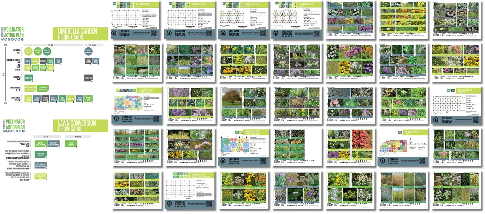 萨默维尔授粉昆虫行动计划丨美国丨Offshoots,Inc.-37