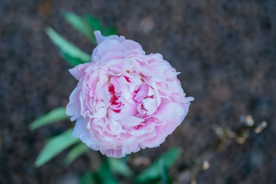 上海商船会馆花园丨中国上海丨上海北斗星景观设计工程有限公司-105