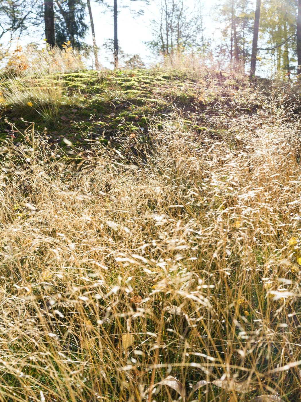 瑞典乌普萨拉的新区公园-9