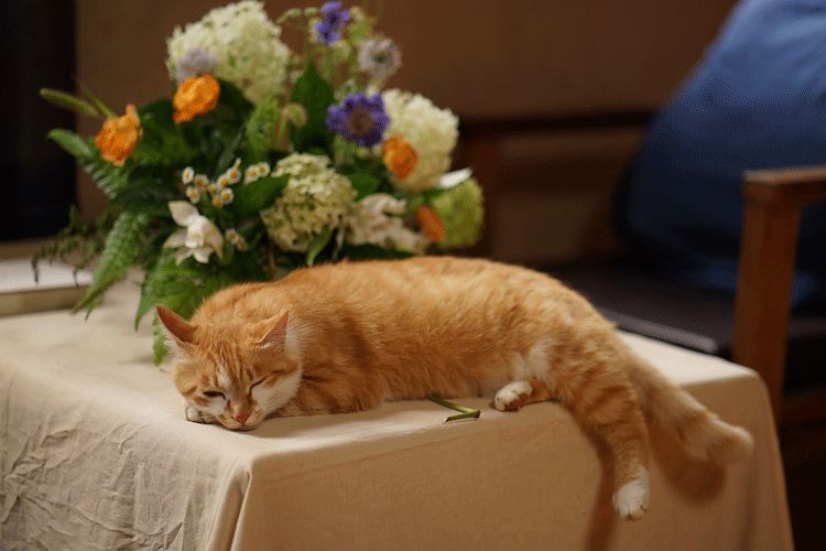 辞去工作，历时7个月，他们过上了有院子，有诗和远方的生活-112