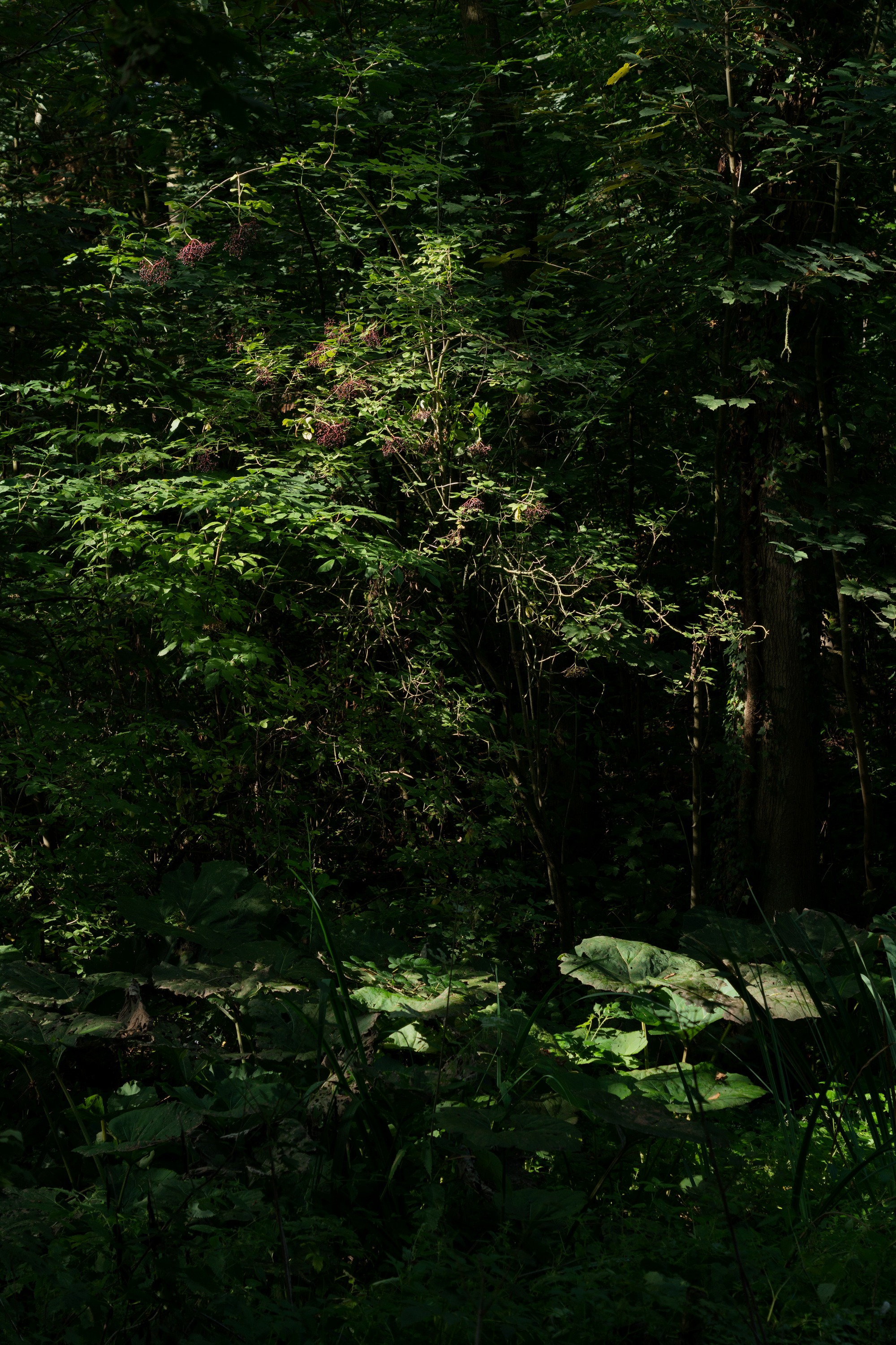 比利时雨水放大装置丨Matthijs la Roi Architects-31