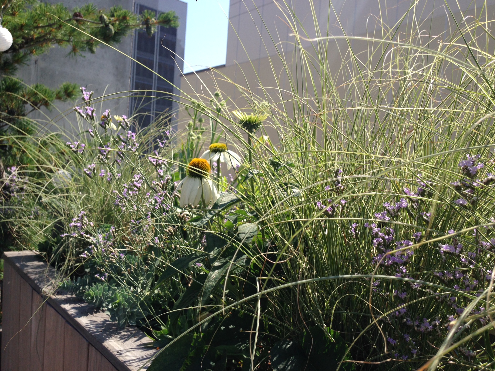 太平洋街排屋丨Alive Structures-9