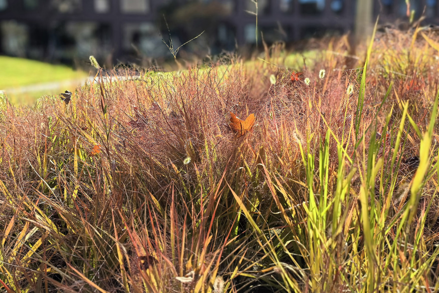 阿那亚金山岭中心小镇景观(山境)丨中国河北丨致舍景观-154