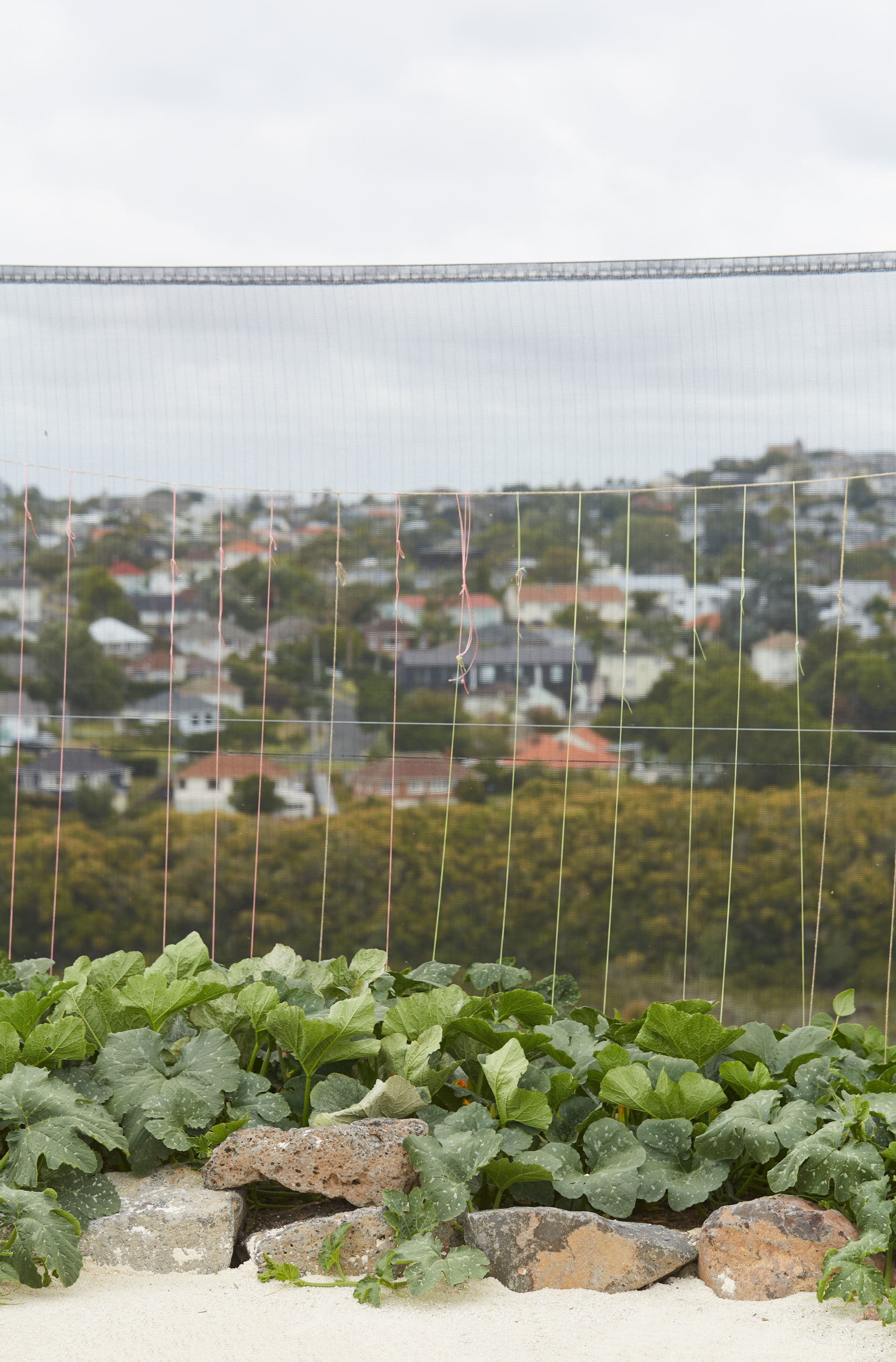 丨新西兰奥克兰丨Xanthe White,James Walkinshaw-14