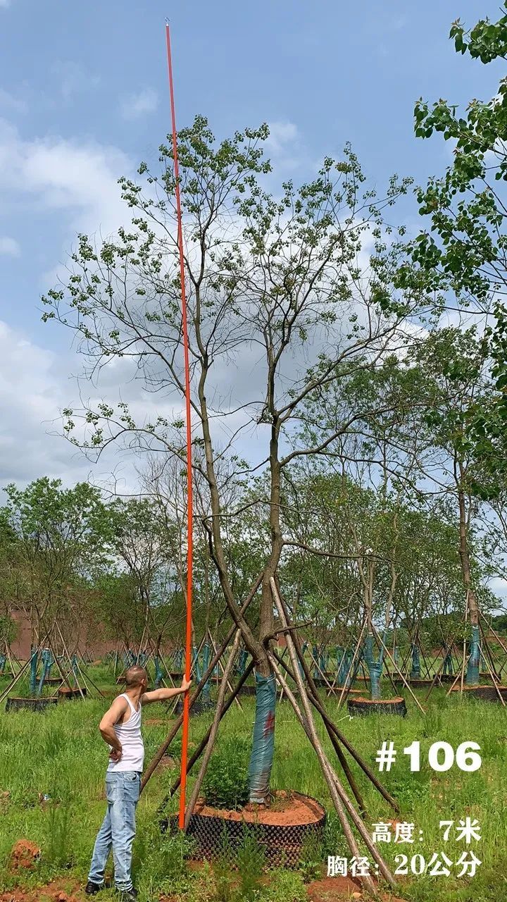 湖南衡阳 148 棵精品乌桕景观设计丨中国衡阳丨看见景观-125