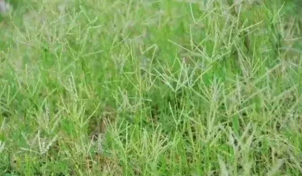 私家花园草坪种植与养护攻略-37