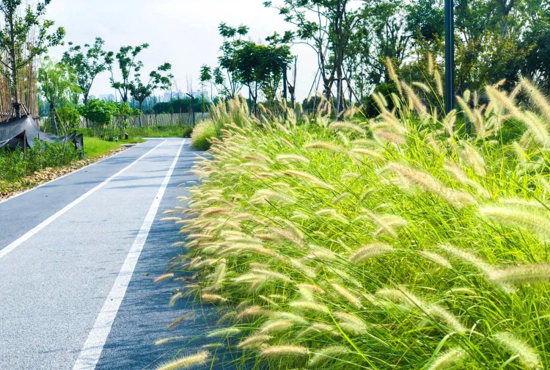 钱塘生态公园 | 海绵城市理念的绿色景观-24