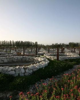 新疆瑞丰葡萄酒庄景观设计 | 欧式风格融入地域特色