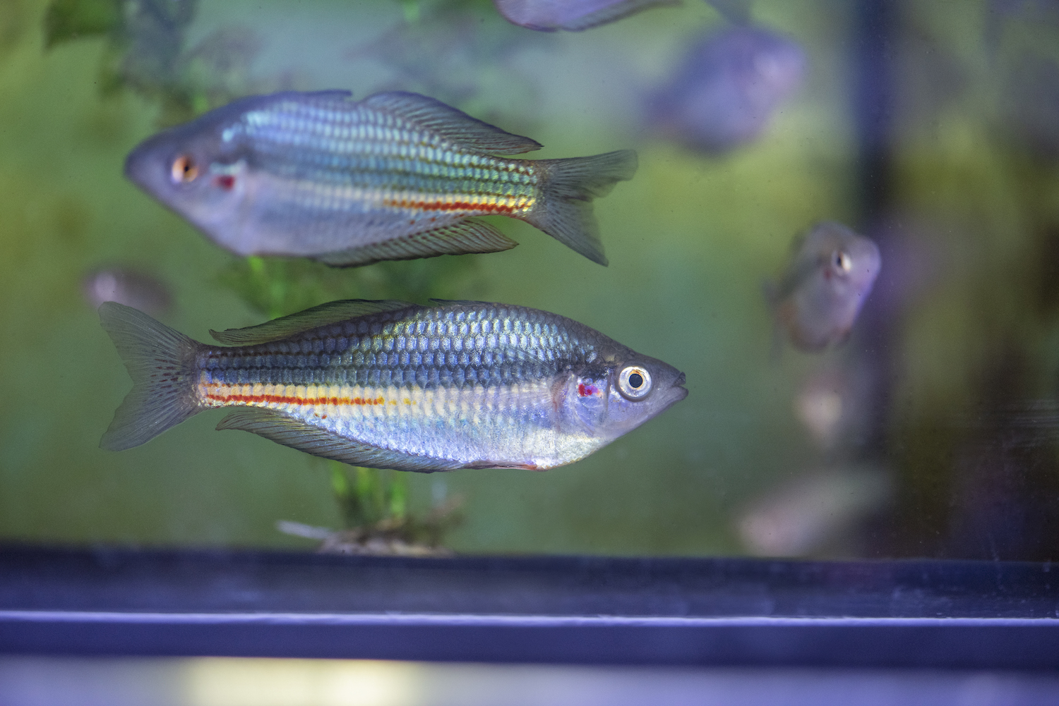 Flinders University Biodiversity Facility | H2o Architects-24