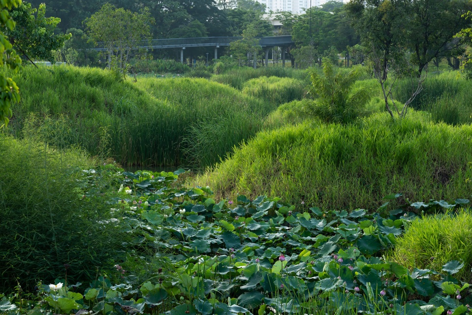 西安雁南公园（二期）丨中国西安丨土人设计（Turenscape）-69