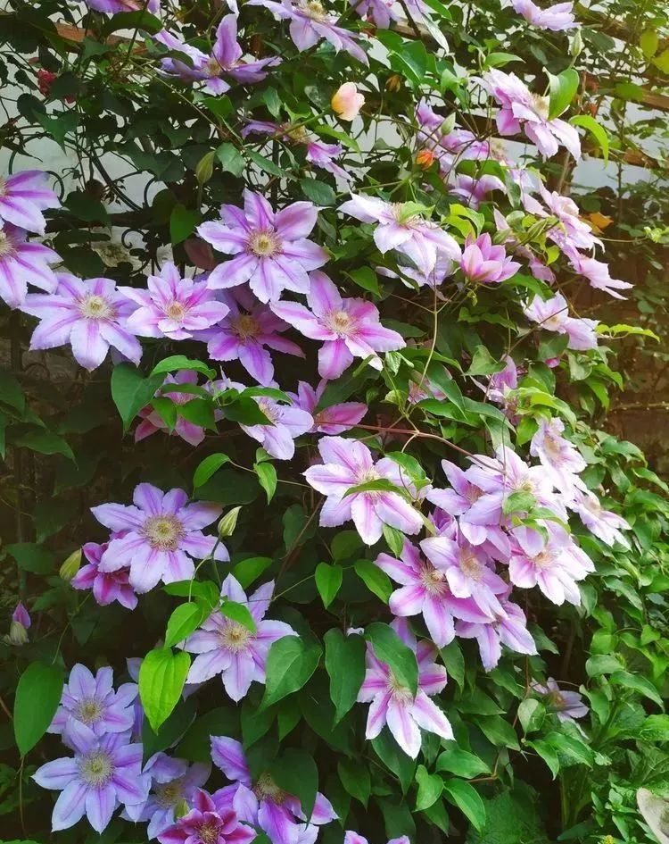 她花了4年，用月季，铁线莲，绣球把农村破败的小院打造成了花海，惊艳了时光-62