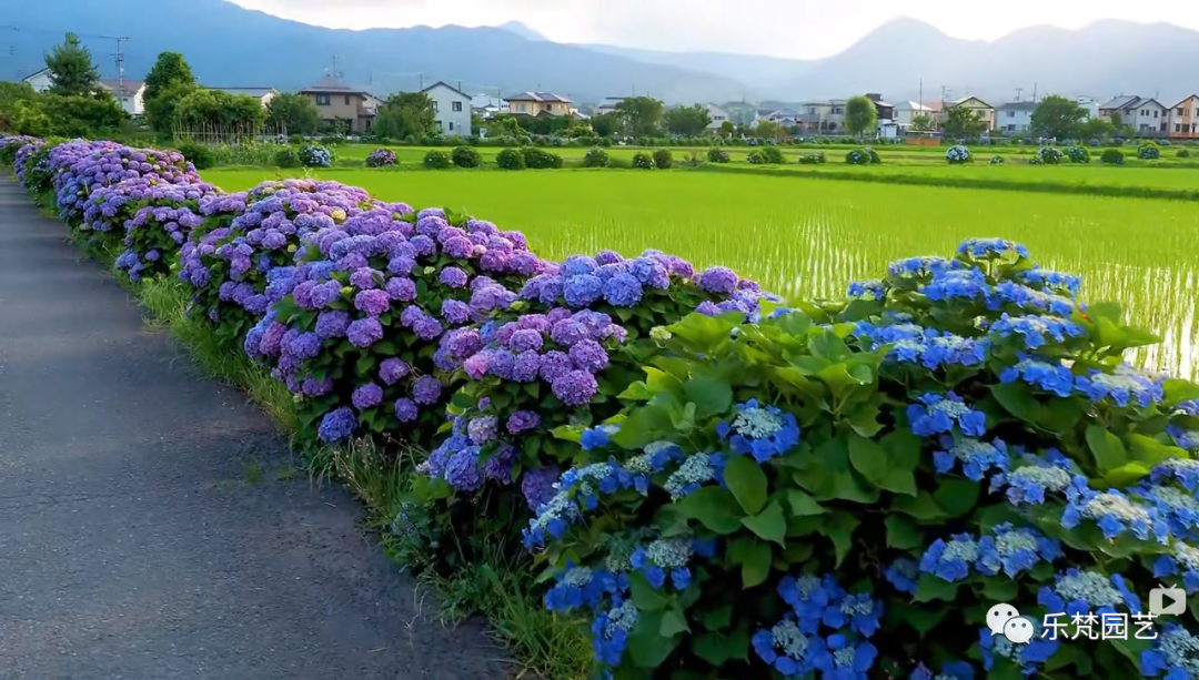 峨眉山恒邦高桥里花境营造丨中国眉山丨成都乐梵缔境园艺有限公司-63