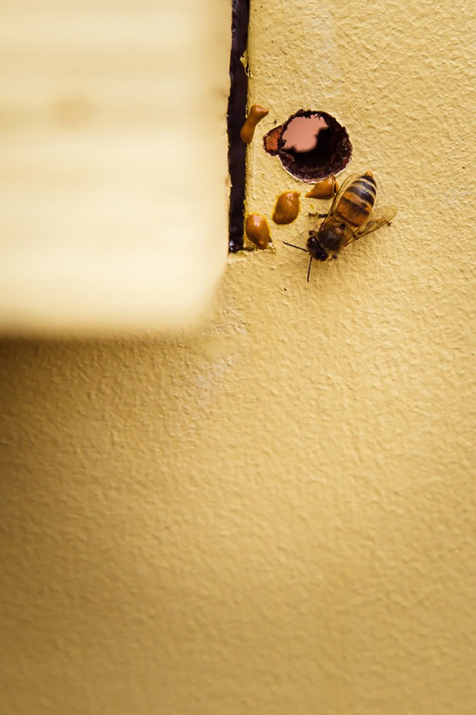 城市蜂巢 · 加拿大社区蜜蜂教育项目-16
