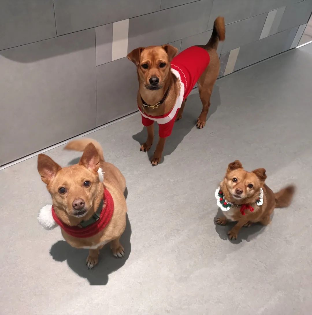 新办公室圣诞慈善派对丨中国上海丨Lukstudio-28