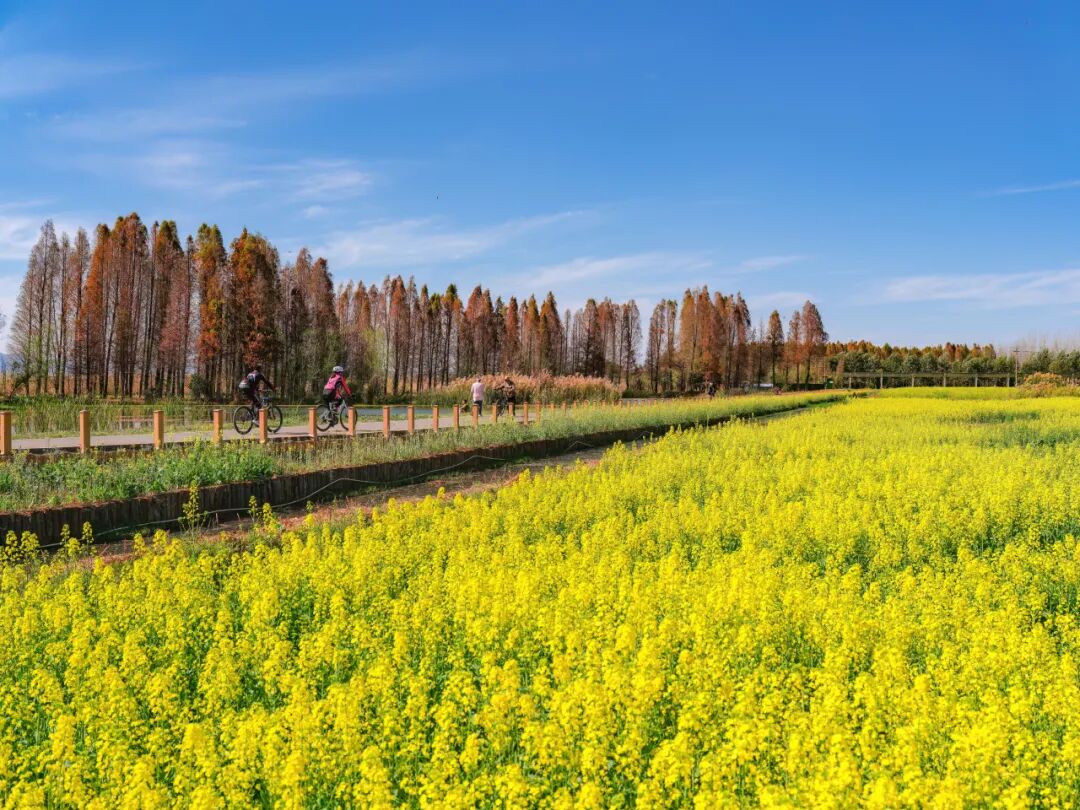 【中规作品】春城新画卷——滇池绿道之春日请柬-48