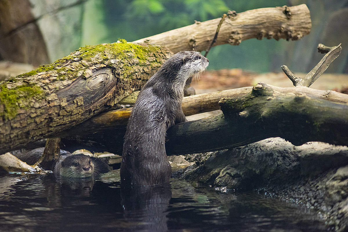 莫斯科水族馆水獭和海豹围栏及展区更新丨俄罗斯莫斯科-25
