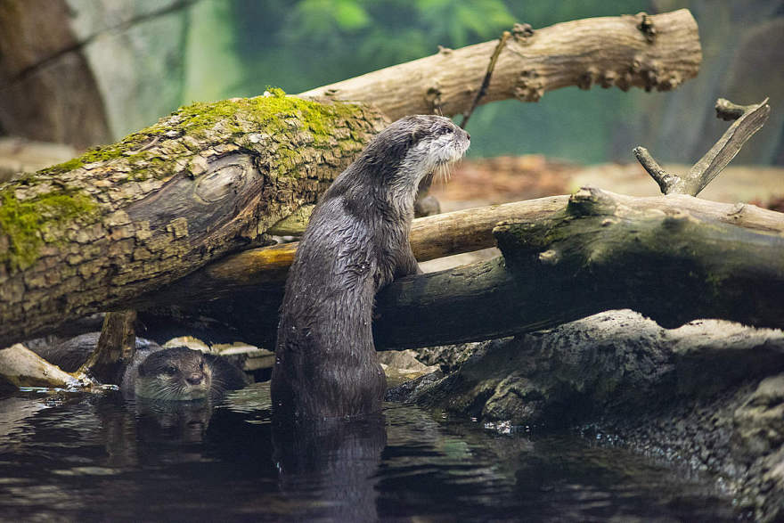 莫斯科水族馆水獭和海豹围栏及展区更新丨俄罗斯莫斯科-25