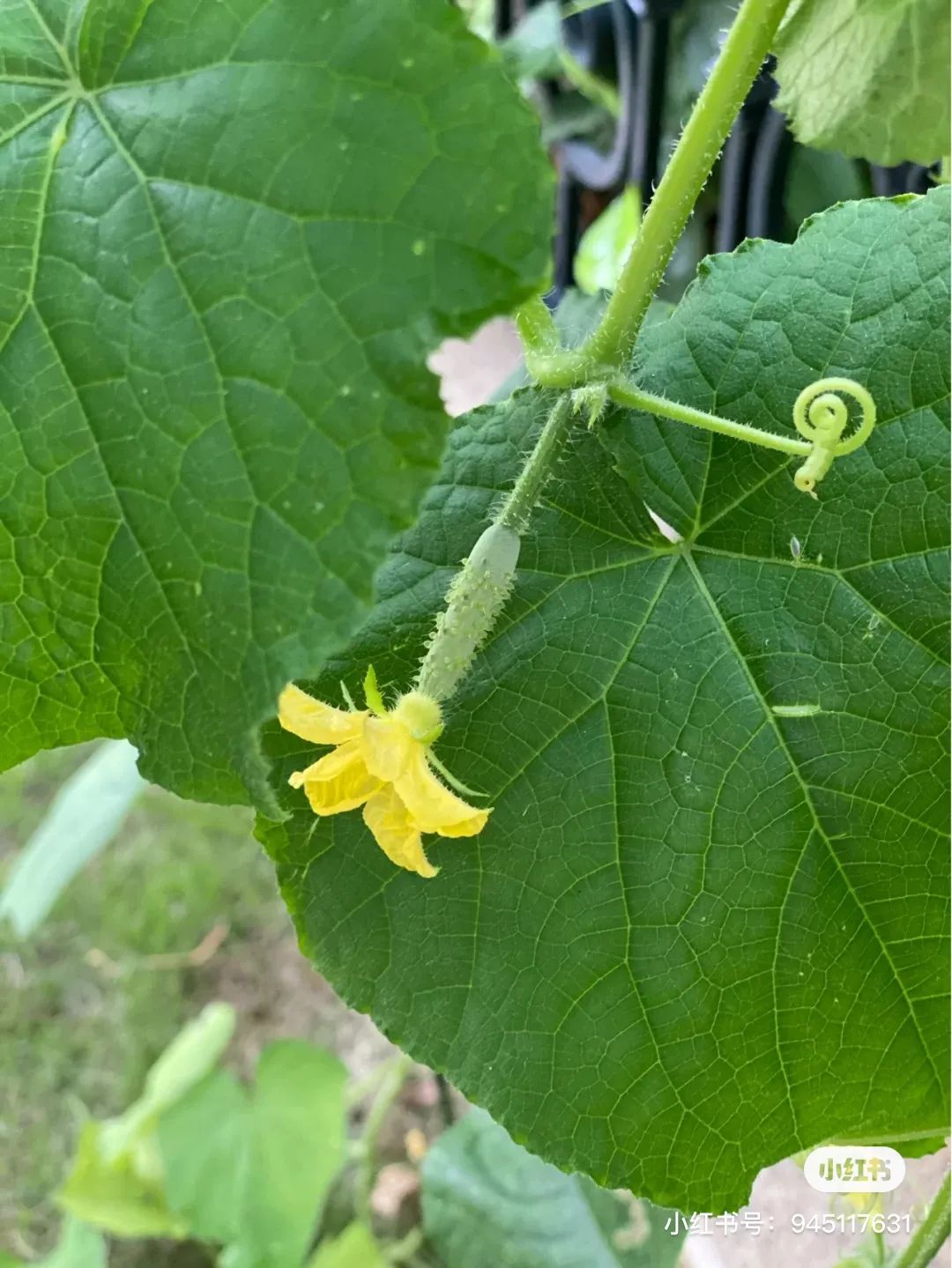 微物之光 · 成都 650㎡自然美学别墅设计丨中国成都丨STUDIO.Y 室内设计事务所-78