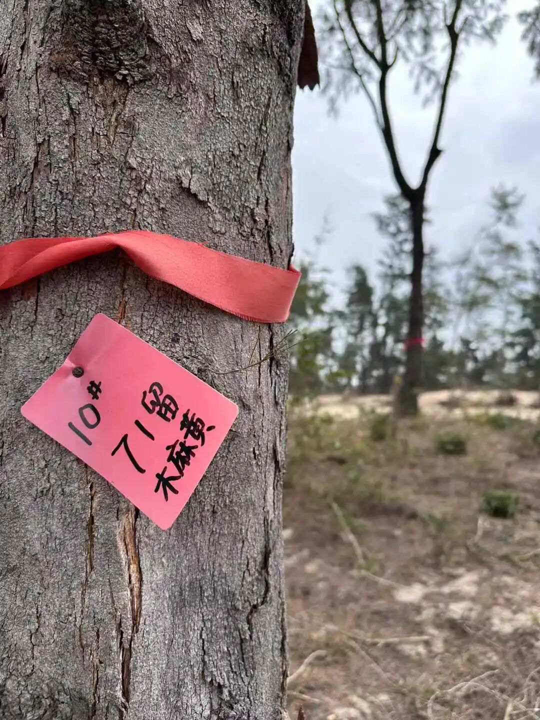 心里那片翻涌的海丨既下山的海-161