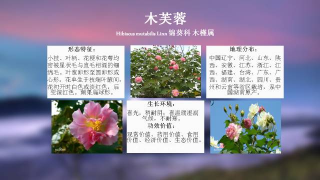 秋凌景观陪伴你学习的第3128天-47