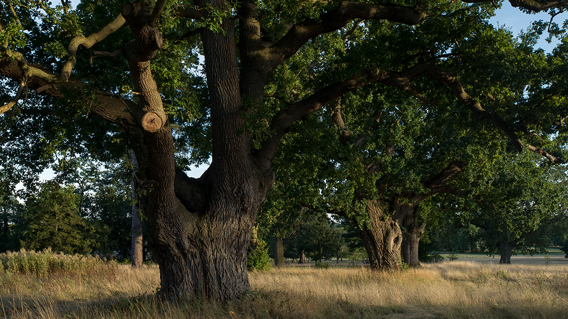 伦敦郊区家庭度假氛围小屋丨英国伦敦-13