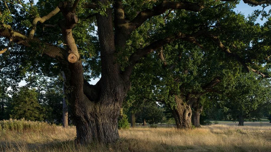 伦敦郊区家庭度假氛围小屋丨英国伦敦-13