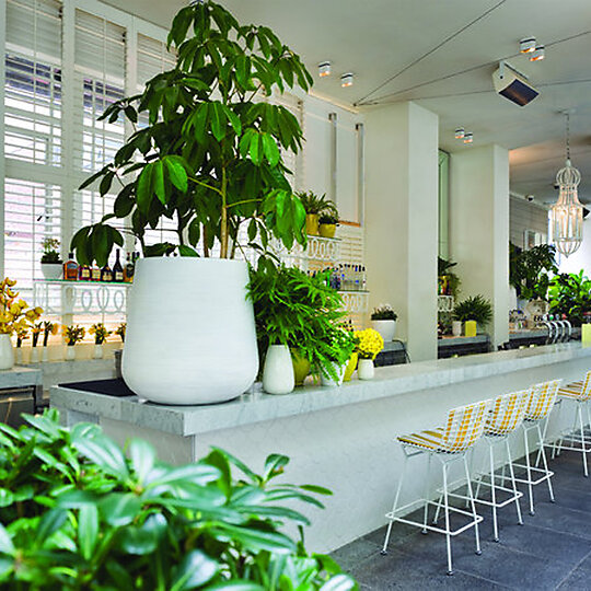 Ivy by Collaborative partners Woods Bagot, Hecker Phelan & Guthrie and Merivale | Australian Interior Design Awards-7