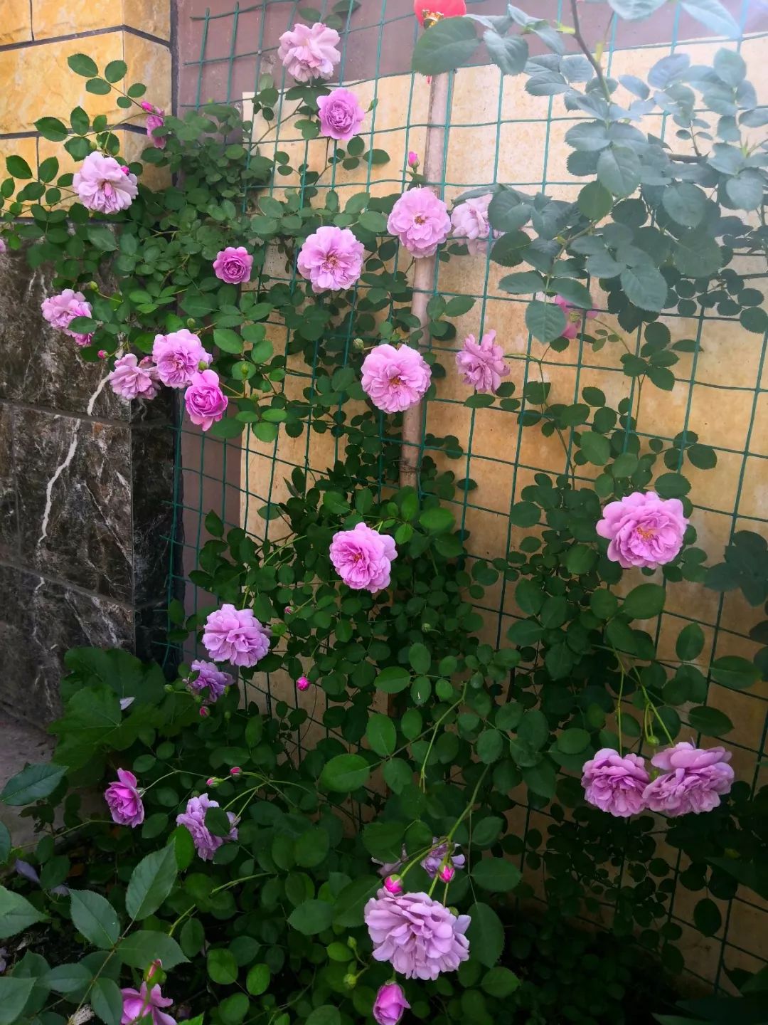 大叔也爱养花，3天造出个小花园，一分钱没花！-76