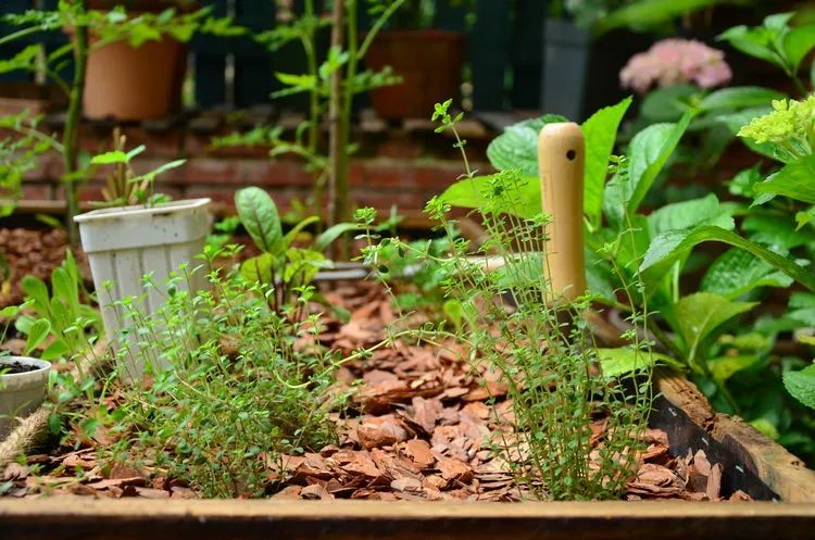 90后夫妻用4年时间，在魔都造了60平米花园，遛狗逗猫，好不惬意~-50