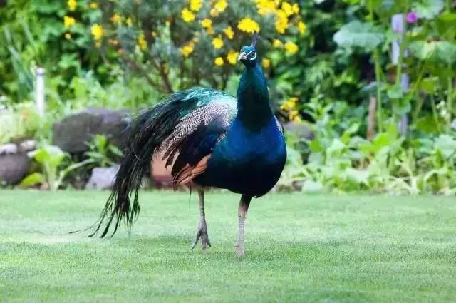 文艺大叔租下8亩林场，花16年种花养草，如今惊艳世人，连美国杂志都给他点赞-93