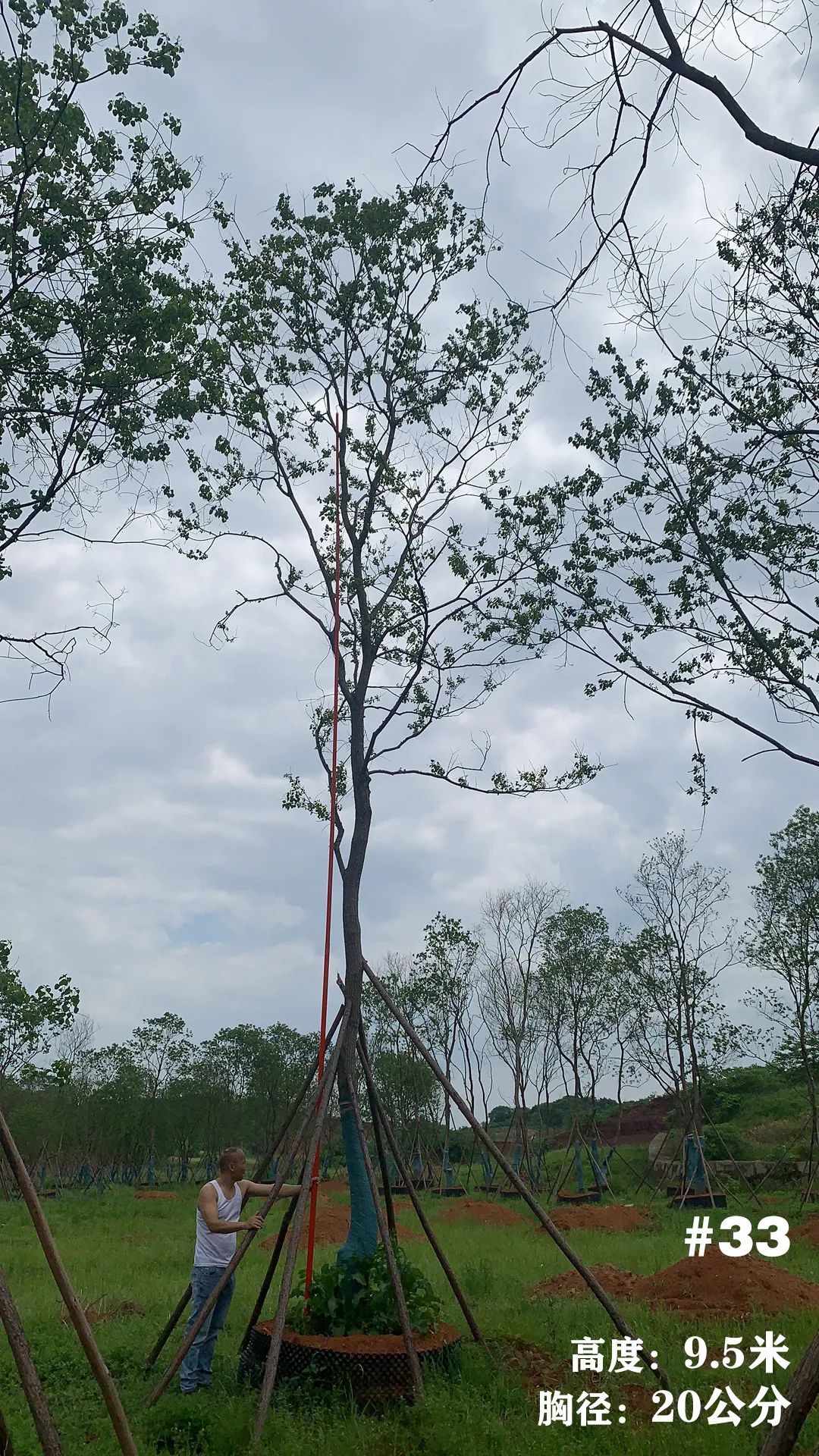 湖南衡阳 148 棵精品乌桕景观设计丨中国衡阳丨看见景观-40