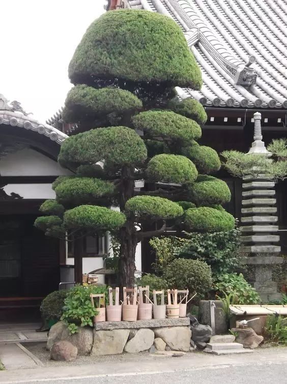 室内设计打造造型植物的独特魅力丨艺汉卿-6