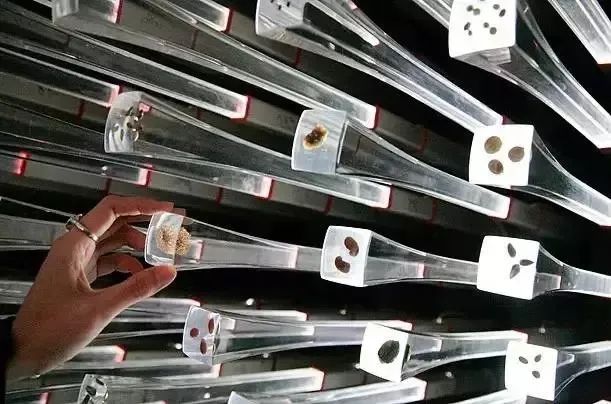 乘风破浪的种子|一个高中屋顶花园的Seeding邀约-30