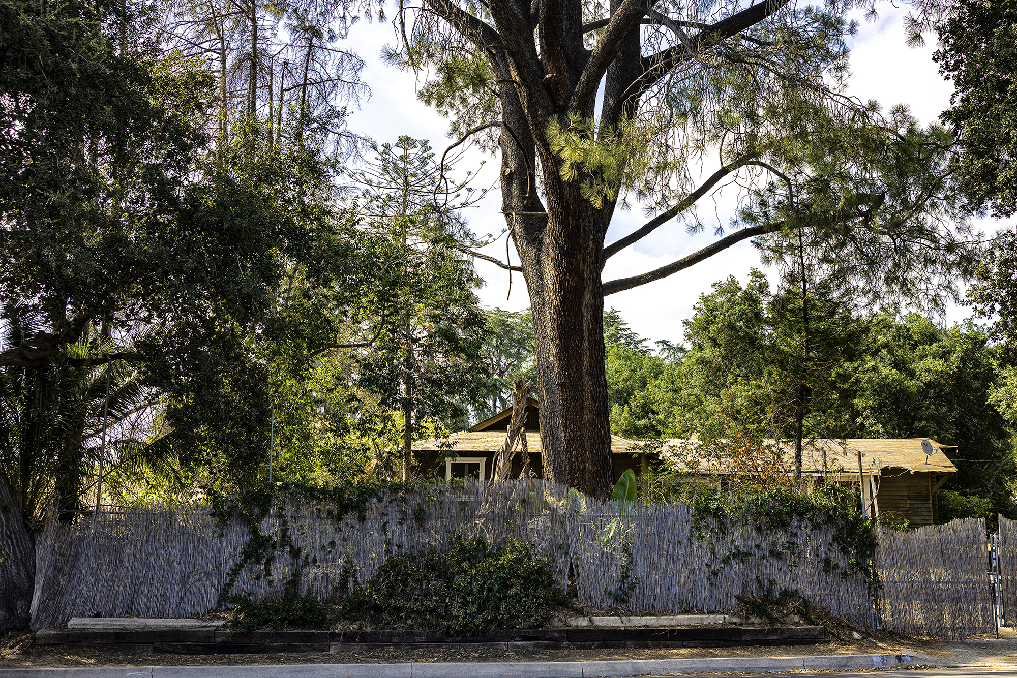 Trees and the Homes They Shade: 4-13