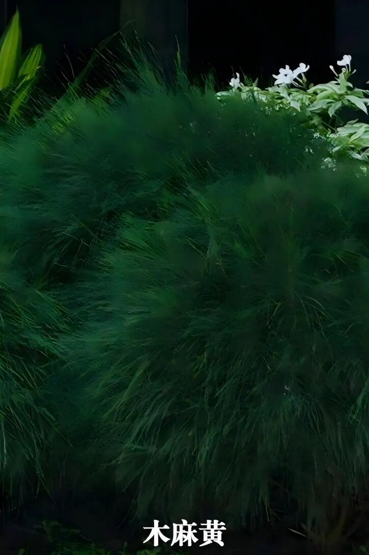 于热带秘境中编织生活美学|江东麓岛阅海澜岸2期花境项目-27