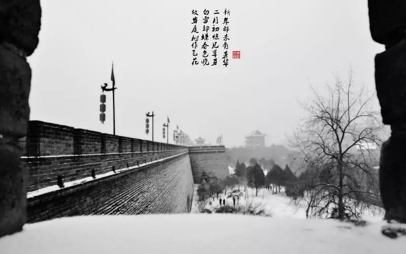 曲江紫薇意境 | 黑与白的简约纯粹之美-7