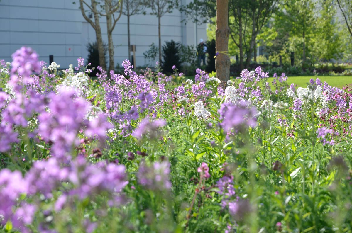 天空英国总部 | 绿色生态的办公环境-45
