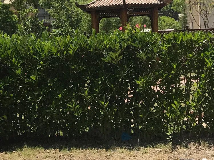 金地意境现代简约花园设计-18