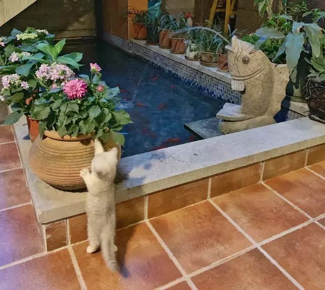 45天改造70㎡自家院子,他仅花4.2万元,改后的花园也太美了吧-45