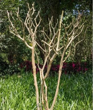 春季花园维护攻略，打造美丽庭院-7