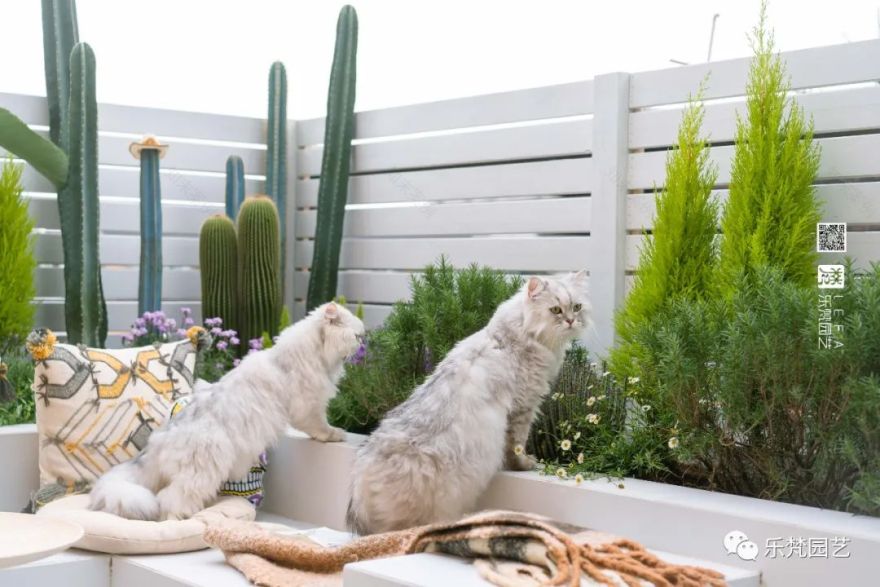 媚媚猫咪的摩洛哥阳台花园丨乐梵园艺-1