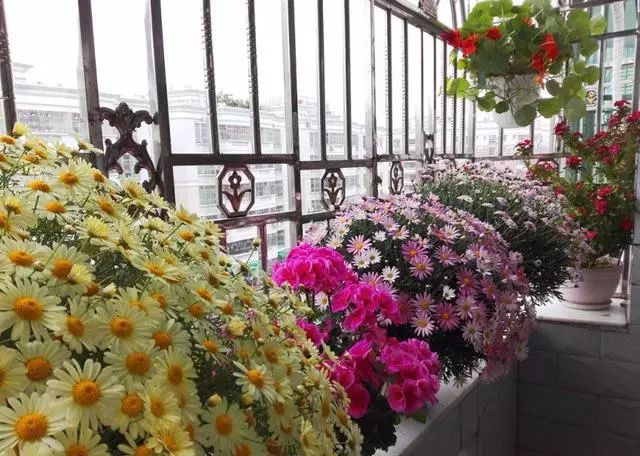 打造惊艳阳台,7 种花卉让空间焕发生机-22