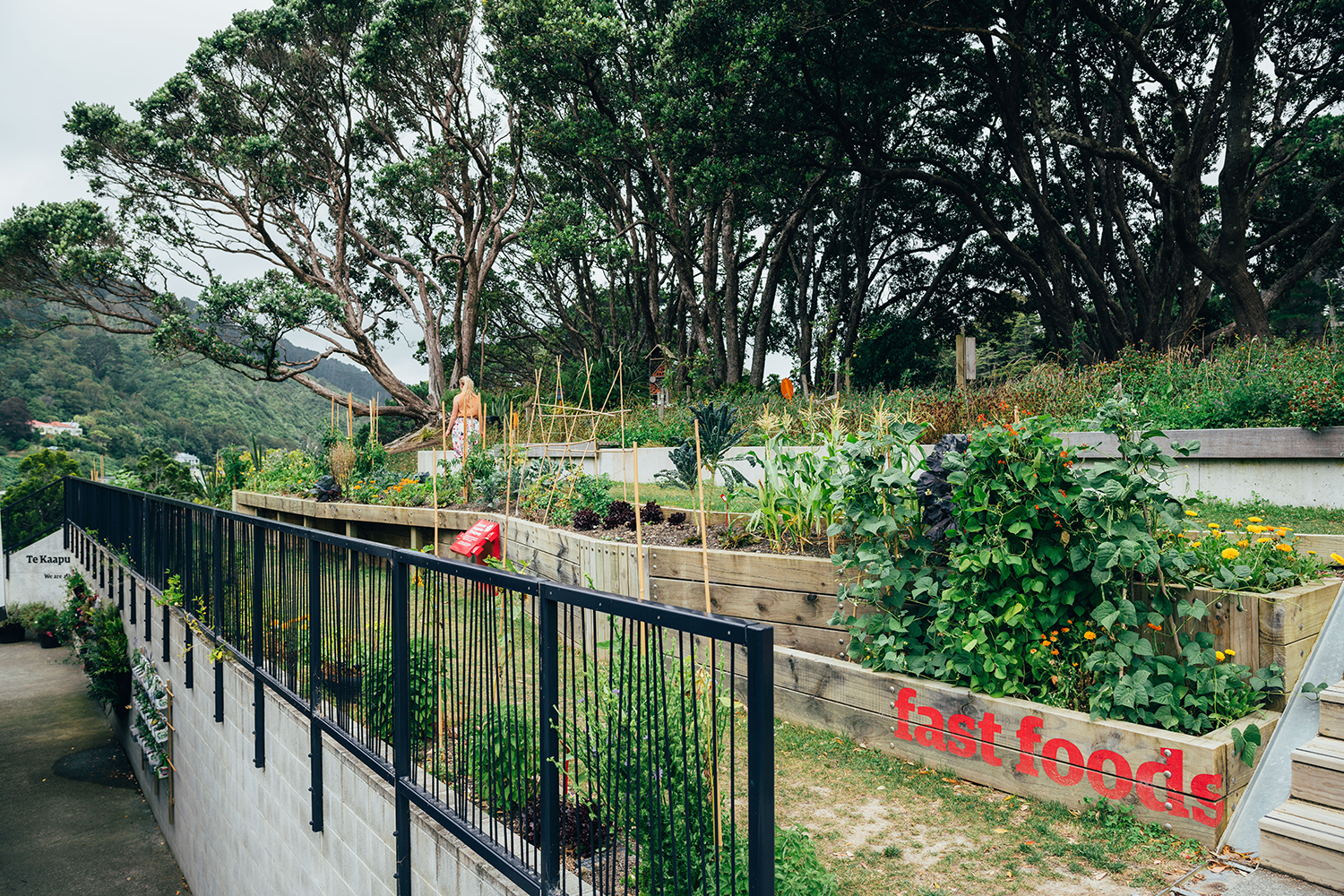 惠灵顿植物园的探索花园——儿童与自然的亲密接触-25